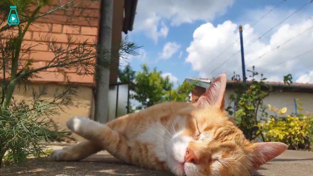 来跟猫咪一起睡个舒舒服服的午觉吧 鸟语花香 ,清风袅袅