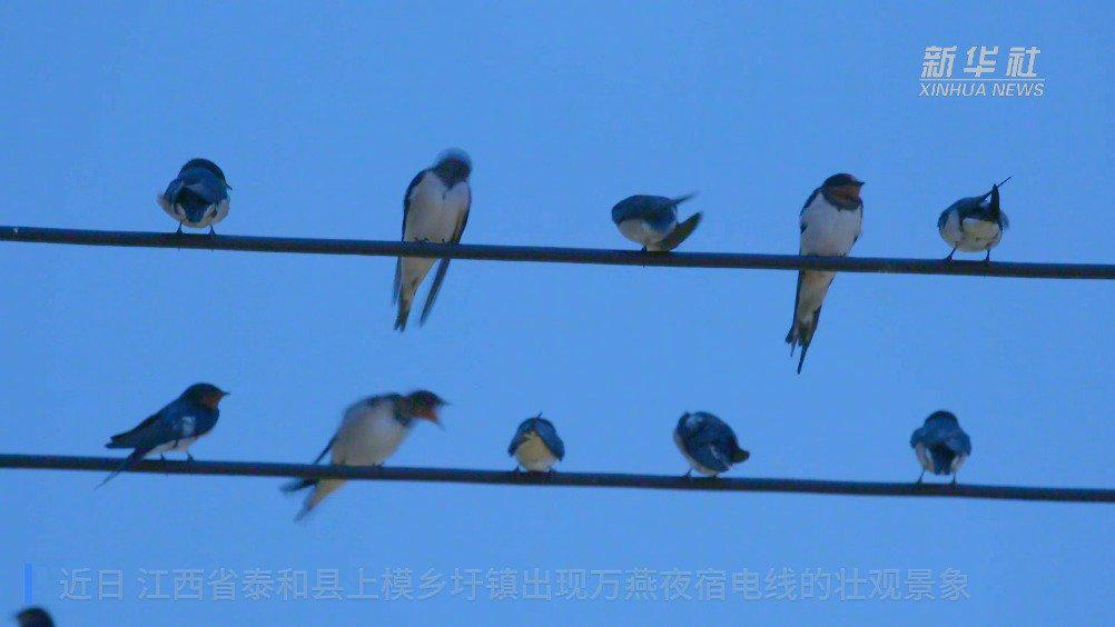 江西泰和 万燕夜宿电线犹如五线谱
