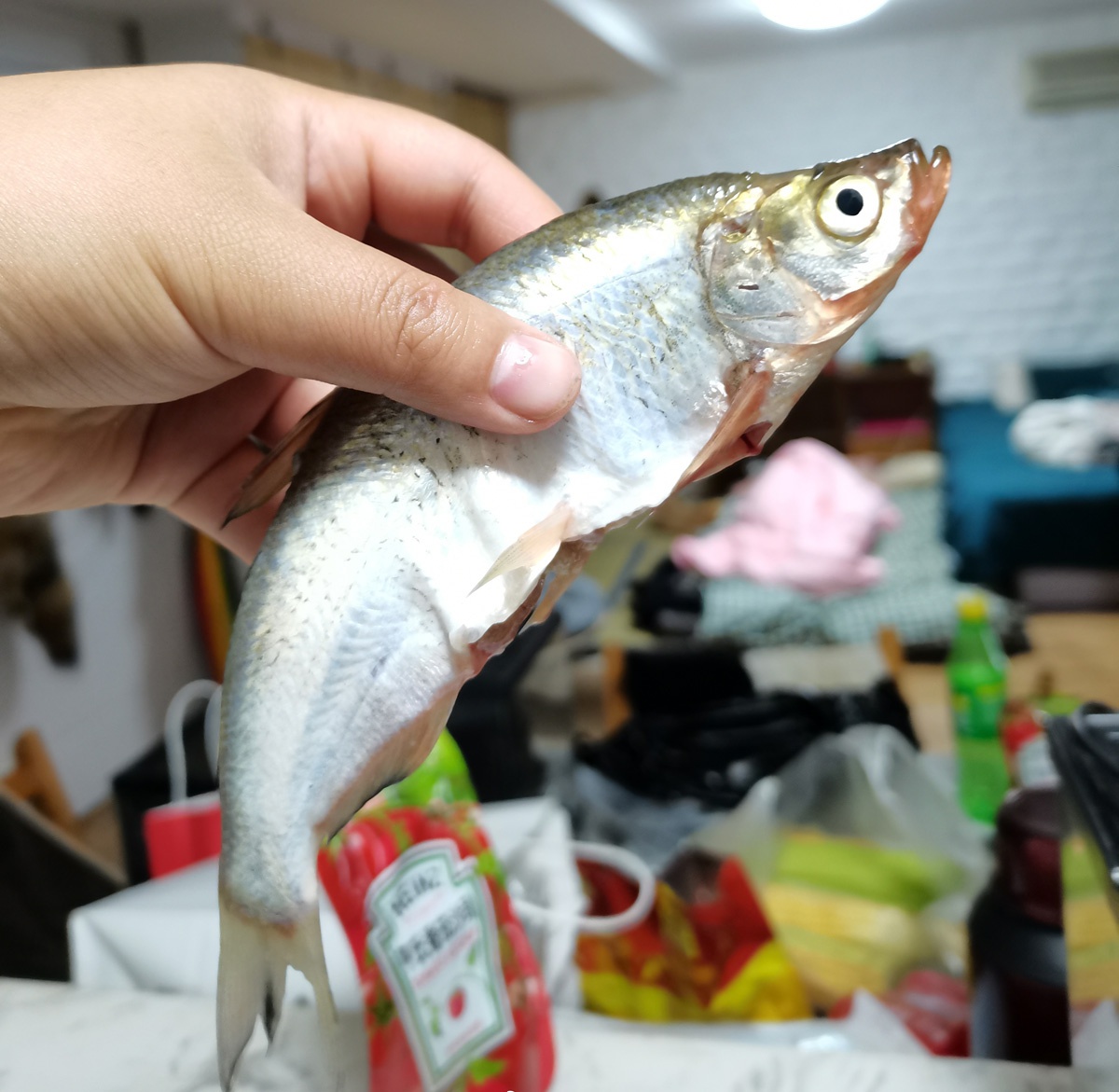 野釣白條的幾種方法,上魚速度一絕,一天釣十幾斤是家常便飯