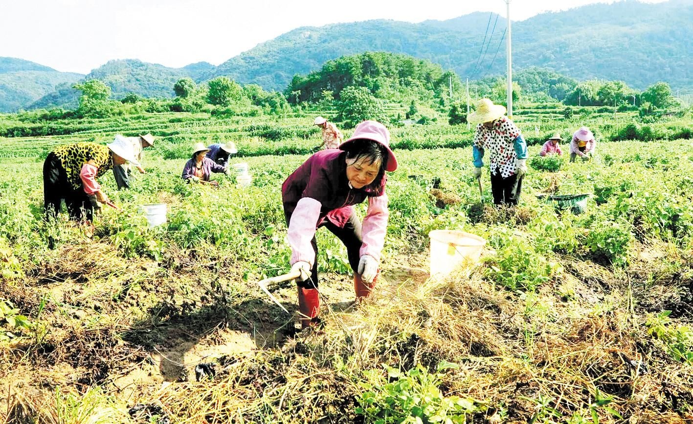 鄂州杨岗村:灾后补种育苗