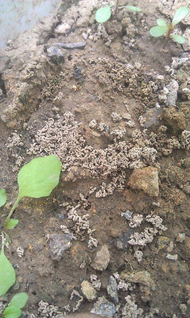 这3种东西都被当做垃圾,殊不知一发酵,直接当花肥|松针|蚯蚓粪|松塔