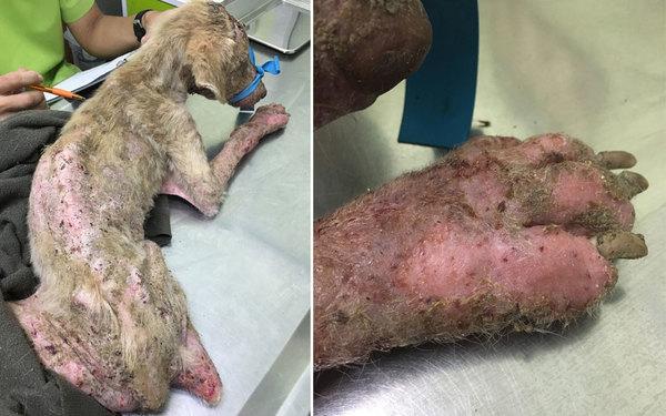 瘦弱狗狗流浪街头,浑身伤痕长满疥癣,被救助后判若两狗!