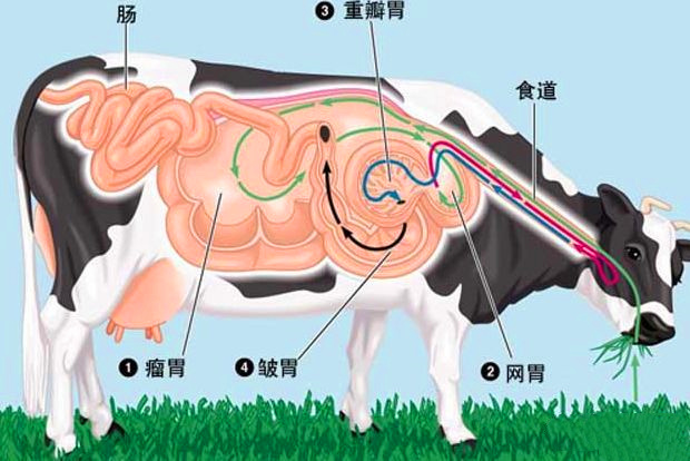 为什么牛只吃草就能长一身结实的肌肉