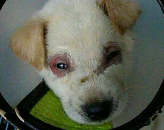 偶遇一只失明的狗狗,送到医院,医生却说眼睛是被人用胶水粘上的