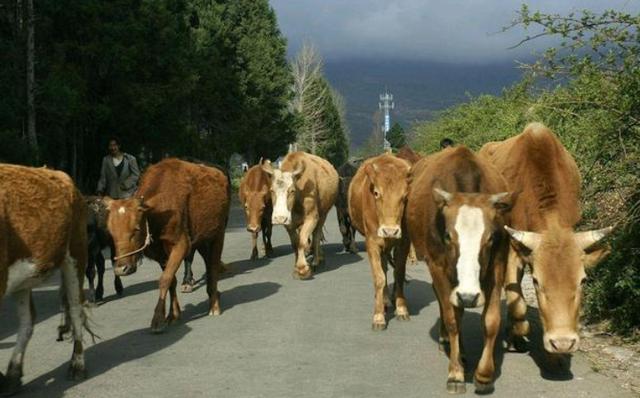 黄牛浑身是宝,养殖十头牛一年能赚多少钱?胜过在外打工吗