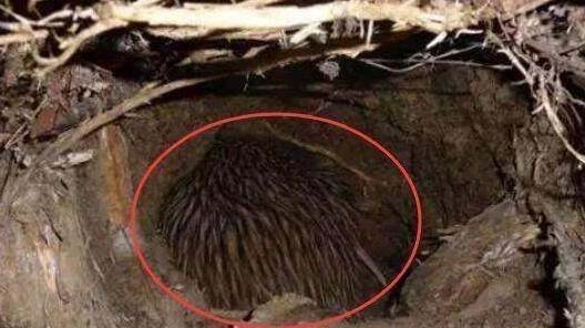 游客在郊外洞穴里发现不知名生物欲想抓, 被当地人知道后出来阻止休闲区蓝鸢梦想 - Www.slyday.coM 游客在郊外洞穴里发现不知名生物欲想抓, 被当地人知道后出来阻止休闲区蓝鸢梦想 - Www.slyday.coM