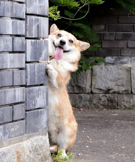 这只有大尾巴的柯基犬,表情搞怪,圈粉无数,红遍全网|尾巴|狗子|柯基犬