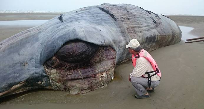 死亡4年后15米长的抹香鲸死而复生是谁唤醒了它