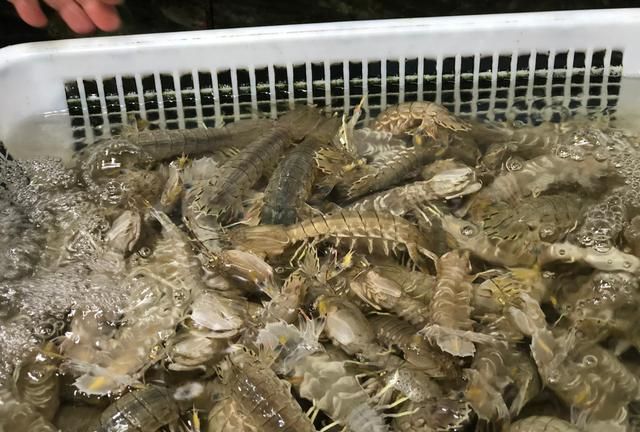 买海鲜被调包,活虾爬摇身一变成"臭"虾,总结这2招防止再被骗