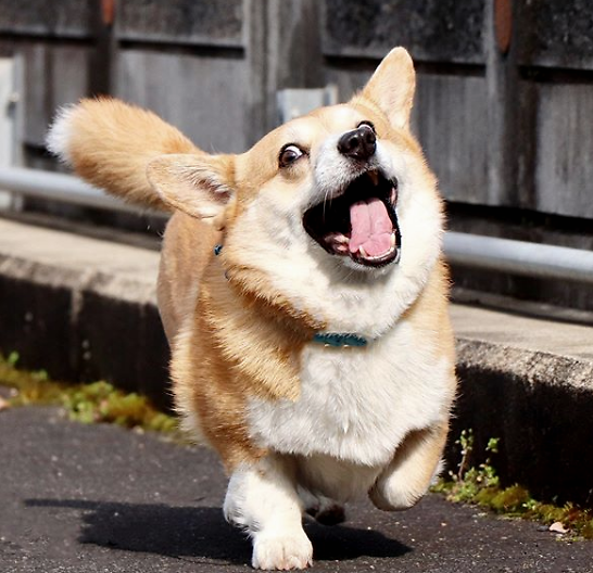 这只有大尾巴的柯基犬,表情搞怪,圈粉无数,红遍全网