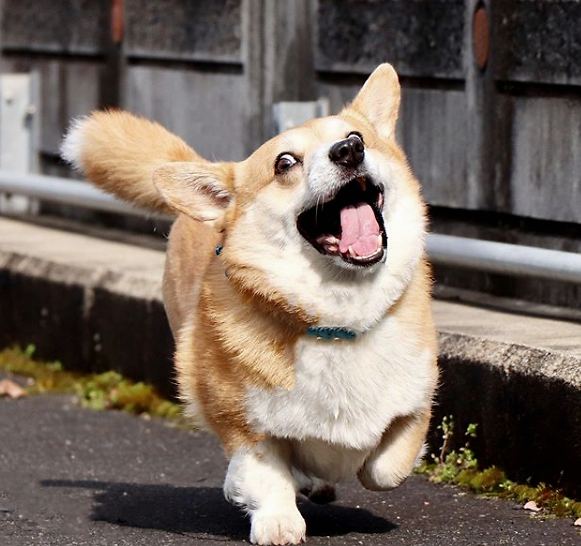 这只有大尾巴的柯基犬,表情搞怪,圈粉无数,红遍全网