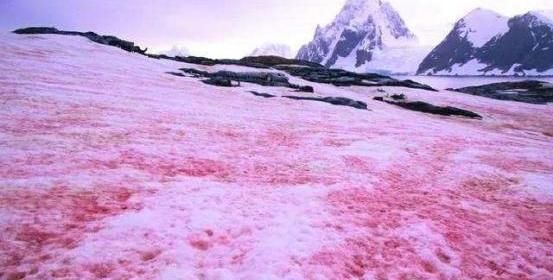 常见到一种血红色的雪,与雪白的雪参混合,十分引人注目,红雪之谜困扰