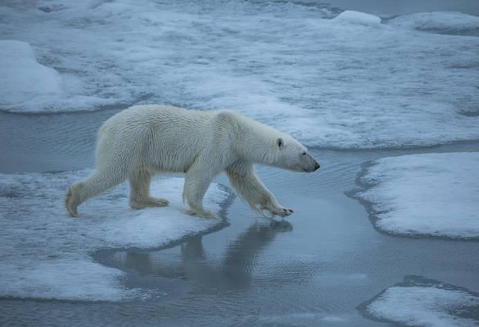 人类警钟被敲响北极圈出现史上最高气温部分北极熊已无家可归