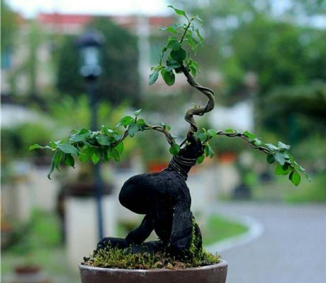 养金弹子盆景修剪造型很关键做好了观赏效果更佳