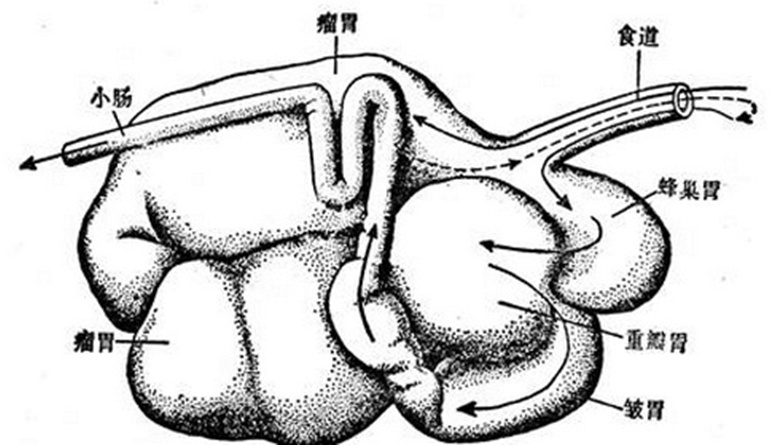 微生物|瘤胃|牛_新浪新闻