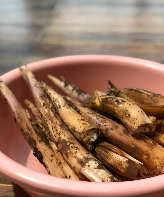 鞭笋:宜兴方言里的戗芽笋