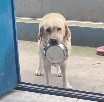 拉布拉多叼盆讨饭,被点赞60万次,网友:太可爱了,没人能拒绝|狗狗