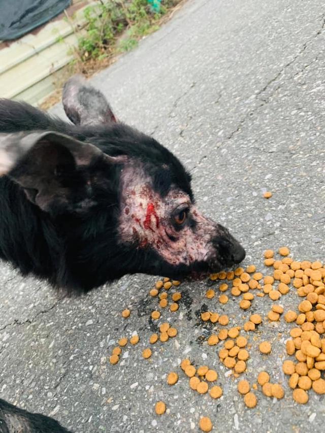 路遇烂脸流浪狗,经过5个月的治疗,竟变成超美狗狗