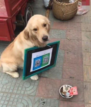 一只金毛挂着二维码,在街上乞讨,面前还放着一只碗,丢脸