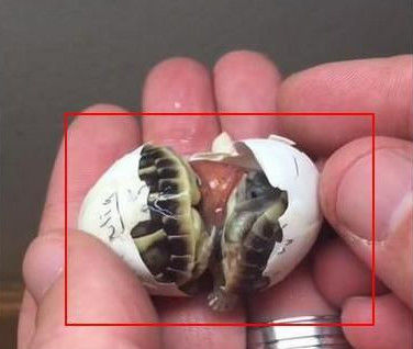 一看是两只小乌龟,张大爷才恍然大悟,原来是乌龟蛋,而且还是少有的