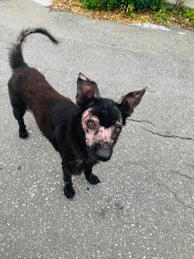 路遇烂脸流浪狗,经过5个月的治疗,竟变成超美狗狗