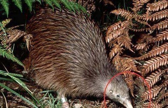 游客在郊外洞穴里发现不知名生物欲想抓, 被当地人知道后出来阻止休闲区蓝鸢梦想 - Www.slyday.coM 游客在郊外洞穴里发现不知名生物欲想抓, 被当地人知道后出来阻止休闲区蓝鸢梦想 - Www.slyday.coM