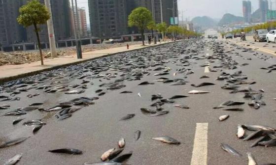 泰国街头降下大量蓝色的"鱼雨",当地居民纷纷哄抢直