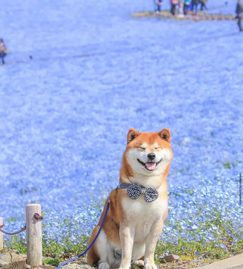 100张网红日本柴犬の美照治愈了无数人愿山河无恙岁月无殇