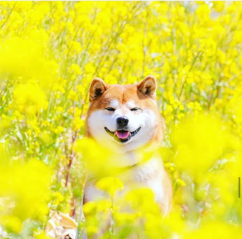 100张网红日本柴犬の美照治愈了无数人愿山河无恙岁月无殇