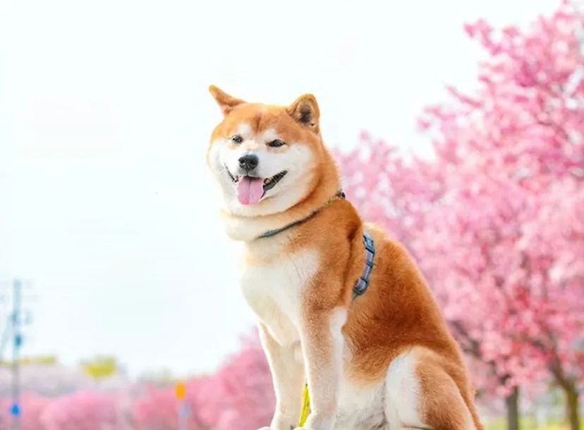 100张网红日本柴犬の美照治愈了无数人愿山河无恙岁月无殇