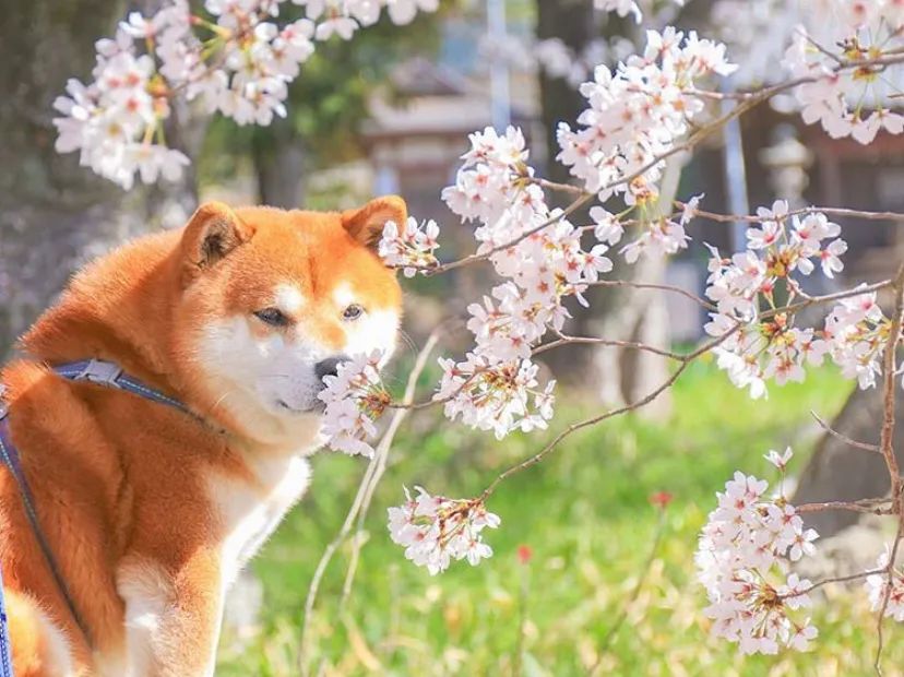 100张网红日本柴犬の美照治愈了无数人愿山河无恙岁月无殇