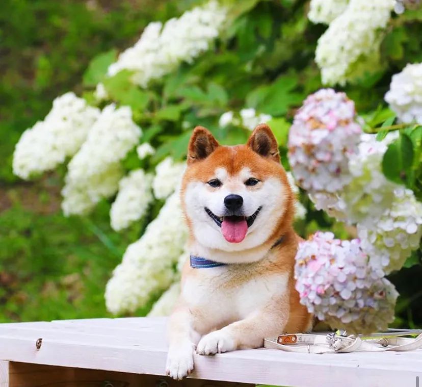 100张网红日本柴犬の美照治愈了无数人愿山河无恙岁月无殇