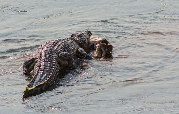 鬣狗被象群追杀逼跳河自投罗网成为鳄鱼的盘中餐