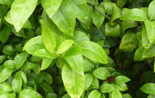 柑橘老叶黄化啥原因?如何有效防治?听听专家怎么讲