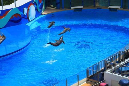 水族館|北京海洋館|上海海洋水族館_新浪新聞