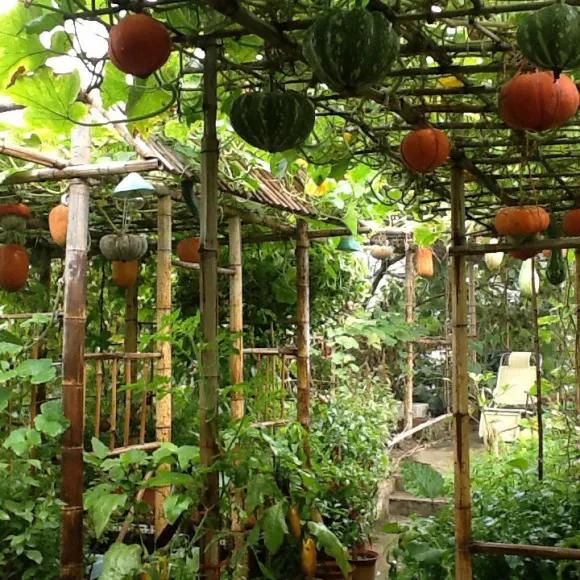 《舌尖上的中国》展现的北京楼顶菜园曾经令人震撼