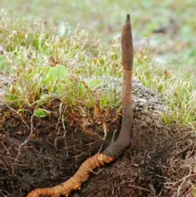 此物不大,堪称世界第一|冬虫夏草|金丝楠木|金丝楠_新浪新闻