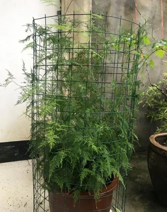 文竹一晒就黄叶,夏季做好4点,叶子绿油油分叉多