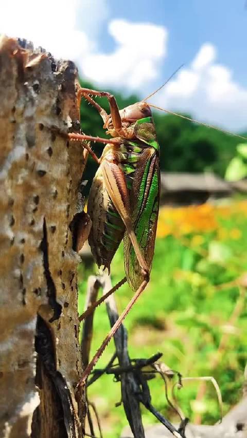 青城山发现8cm超大蝈蝈 专家:系四川最大蝈蝈