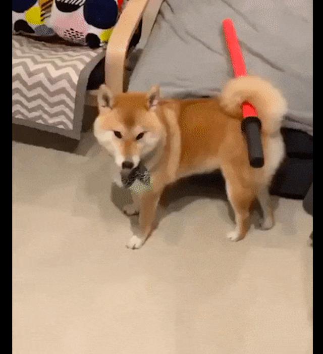 柴犬将尾巴里的玩具拔出来,怎么有种武士的感觉,太帅气了吧!