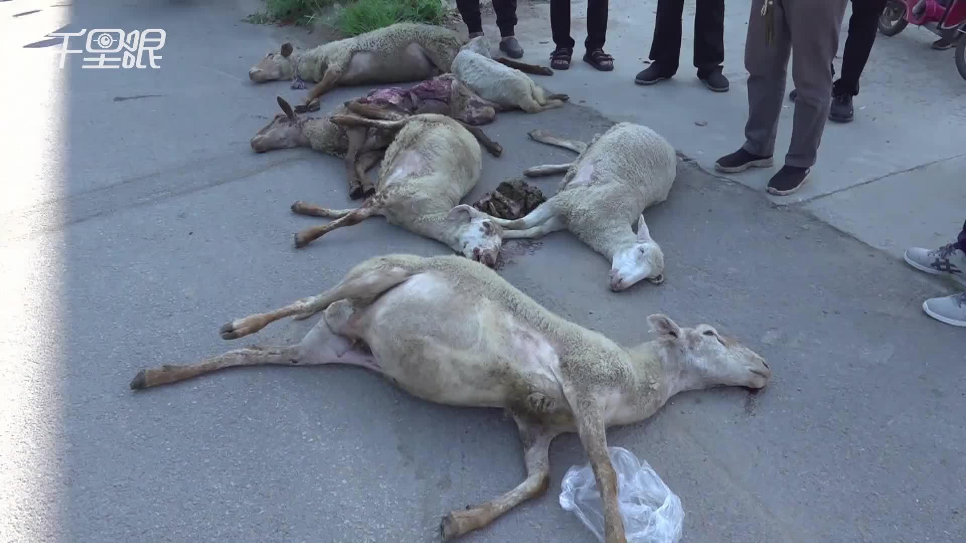 沈阳客车撞进横穿马路羊群致7只死亡 1只羊尸体还被过路司机偷走