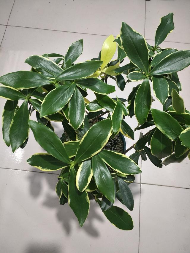 天气热金边瑞香开始黄叶了做好三点叶片油绿不黄叶好度夏