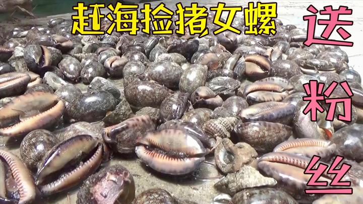 小岛的石缝里猪女螺真多,几人捡了一大桶回家,小渔豪气送给粉丝