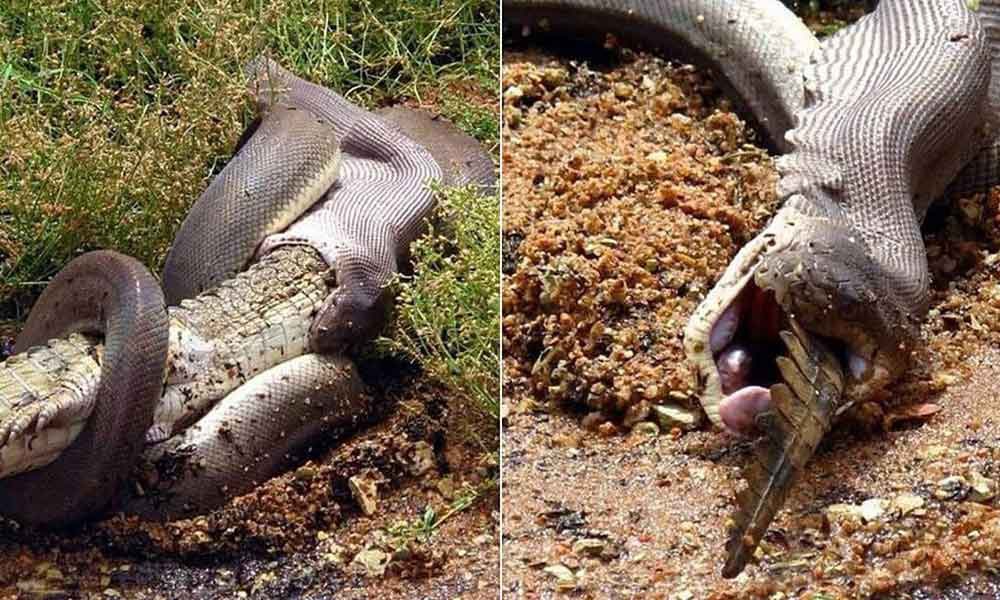 巨蟒和鳄鱼打架,你觉得谁赢的可能性比较大?