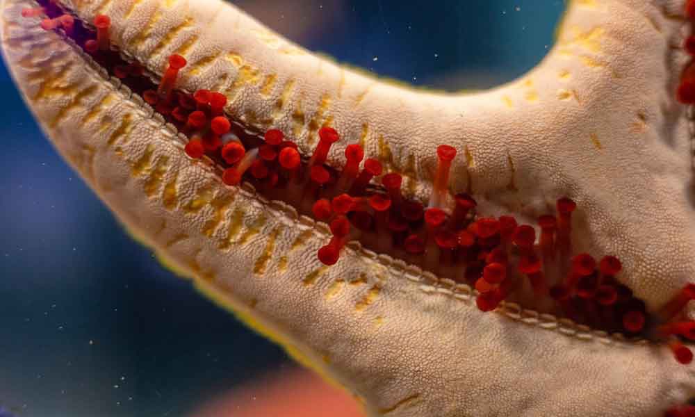 海星是如何使自己的身体移动的?