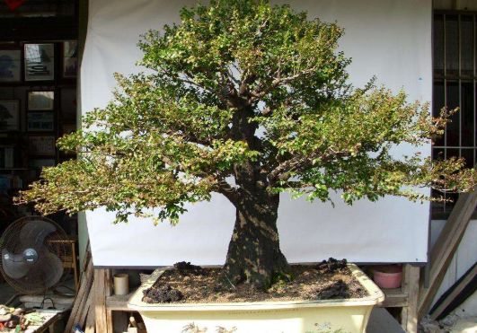 此植物名为"黄檀",性价比与紫檀相媲美,但被农村长辈用来烧柴