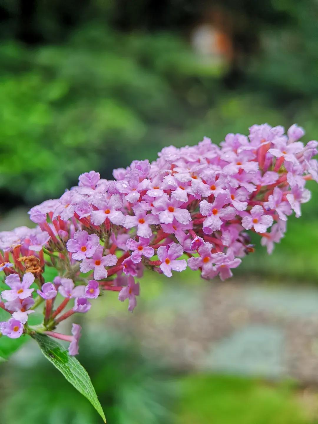 大叶醉鱼草能让鱼儿醉了的花花