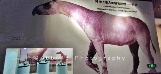 两大高原交汇地的甘肃和政,探秘六项世界之最的博物馆,叹为观止