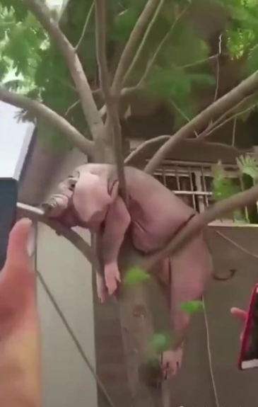 山竹过后母猪都上树了周围人都拍照网友男生也要靠谱