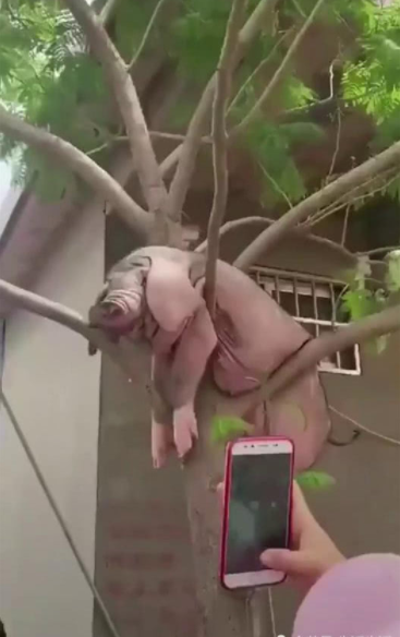 山竹过后母猪都上树了周围人都拍照网友男生也要靠谱